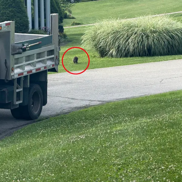 The freed raccoon scurrying back toward the trees, circled in red